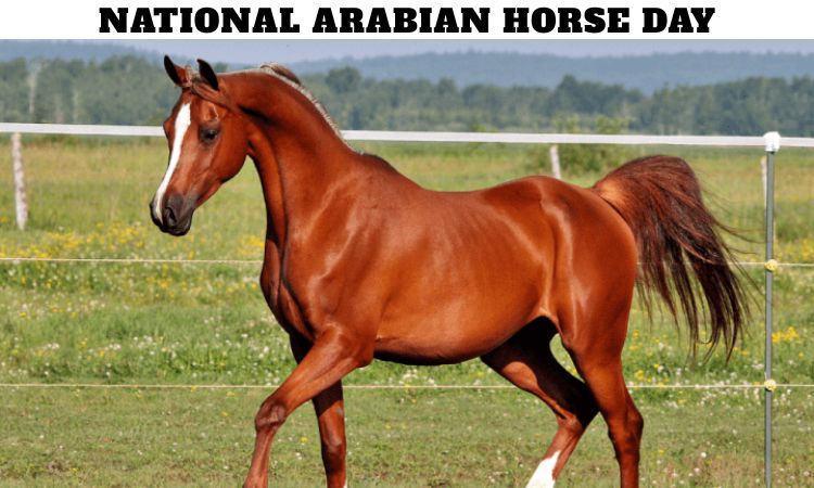 National Arabian Horse Day