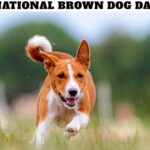 National Brown Dog Day