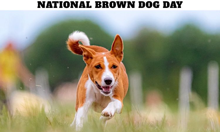National Brown Dog Day