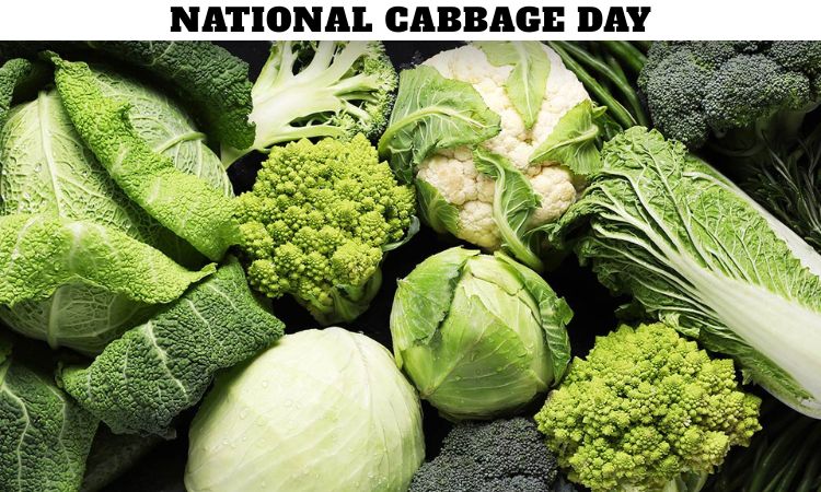 National Cabbage Day