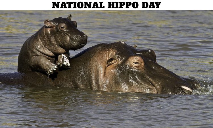National Hippo Day