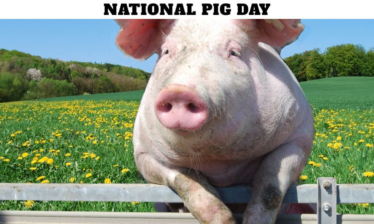 National Pig Day