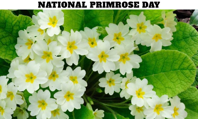National Primrose Day