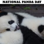 National Panda Day