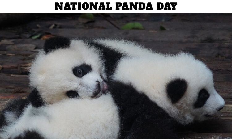National Panda Day