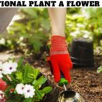 National Plant a Flower Day
