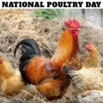 National Poultry Day