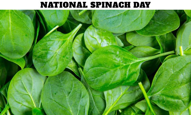 National Spinach Day