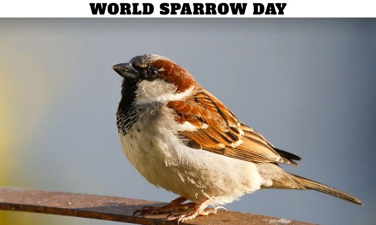 World Sparrow Day