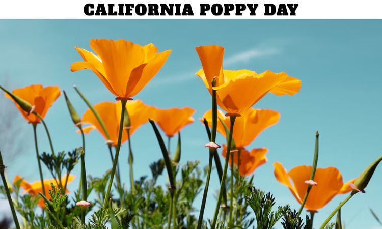 California Poppy Day