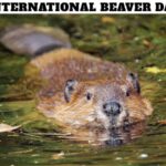 International Beaver Day
