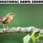 International Dawn Chorus Day