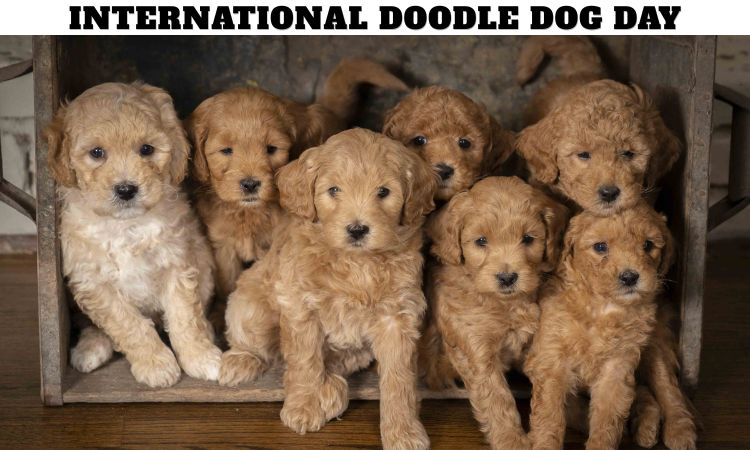 International Doodle Dog Day