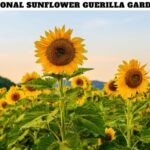 International Sunflower Guerilla Gardening Day