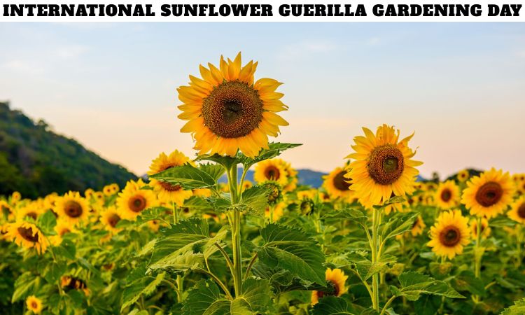 International Sunflower Guerilla Gardening Day
