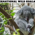 International Wild Koala Day