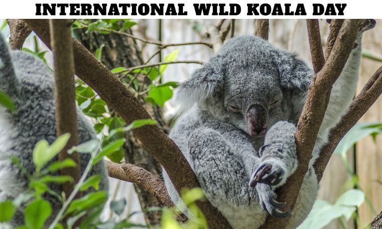International Wild Koala Day