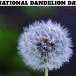 National Dandelion Day
