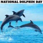 National Dolphin Day
