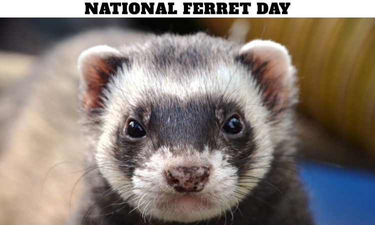 National Ferret Day