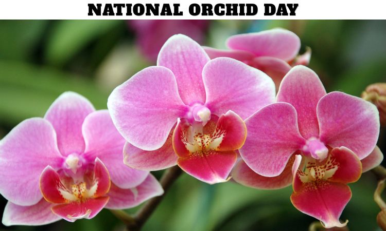 National Orchid Day