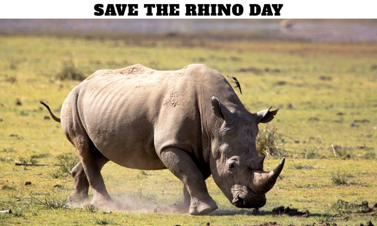 Save The Rhino Day