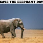 Save the Elephant Day