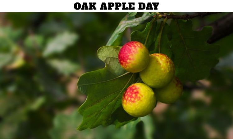 Oak Apple Day