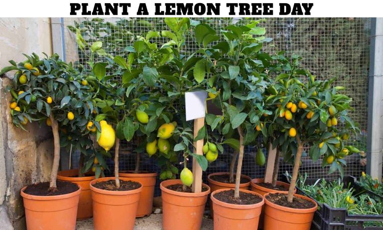 Plant a Lemon Tree Day
