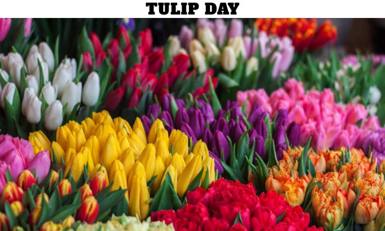 Tulip Day