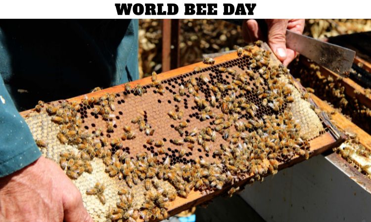 World Bee Day