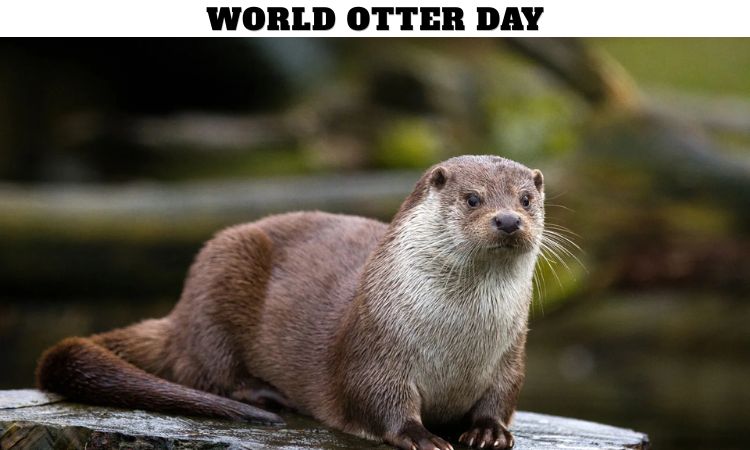 World Otter Day