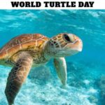 World Turtle Day