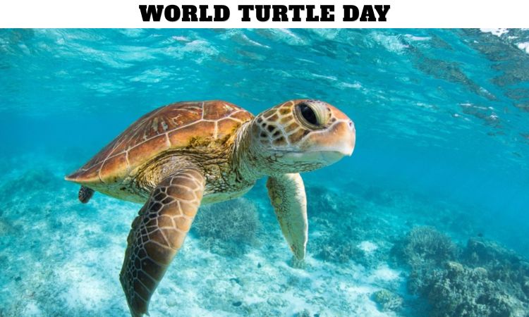 World Turtle Day - May 23: History, Importance, Conservation, and Ways ...