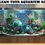 Clean Your Aquarium Day