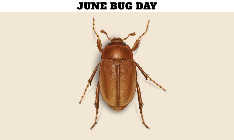 June Bug Day