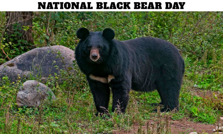 National Black Bear Day