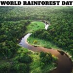 World Rainforest Day