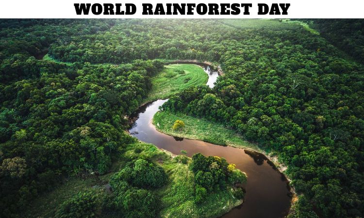 World Rainforest Day