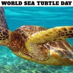 World Sea Turtle Day