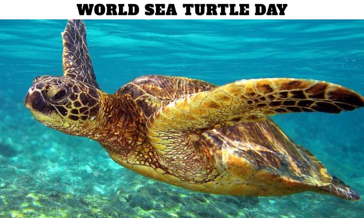 World Sea Turtle Day