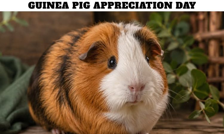 Guinea Pig Appreciation Day
