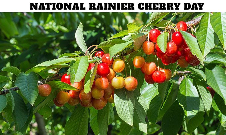 National Rainier Cherry Day