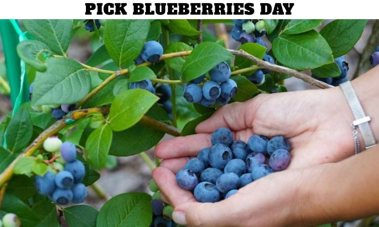 Pick Blueberries Day