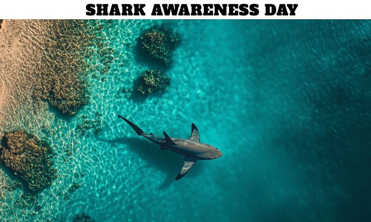 Shark Awareness Day