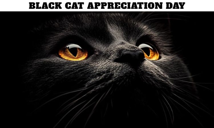 Black Cat Appreciation Day