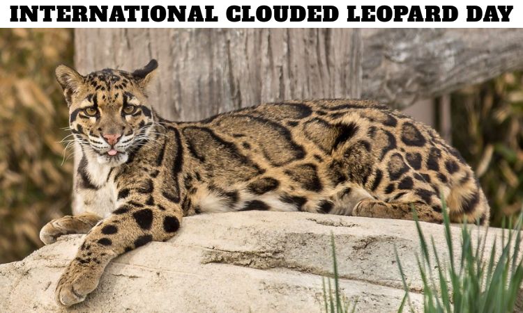 International Clouded Leopard Day