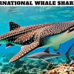 International Whale Shark Day